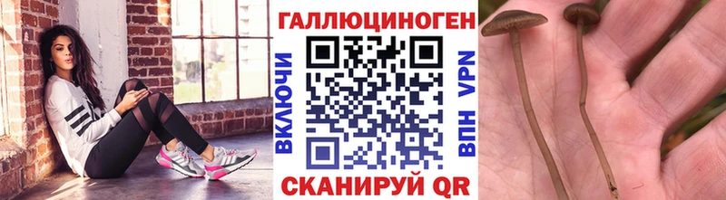 Псилоцибиновые грибы Psilocybe  наркотики  Славгород 